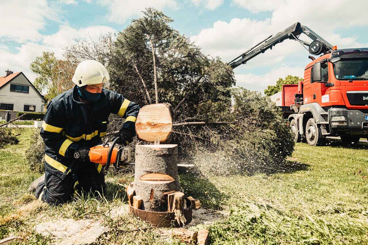 Best Tree Removal Near Me  in Clearwater, FL